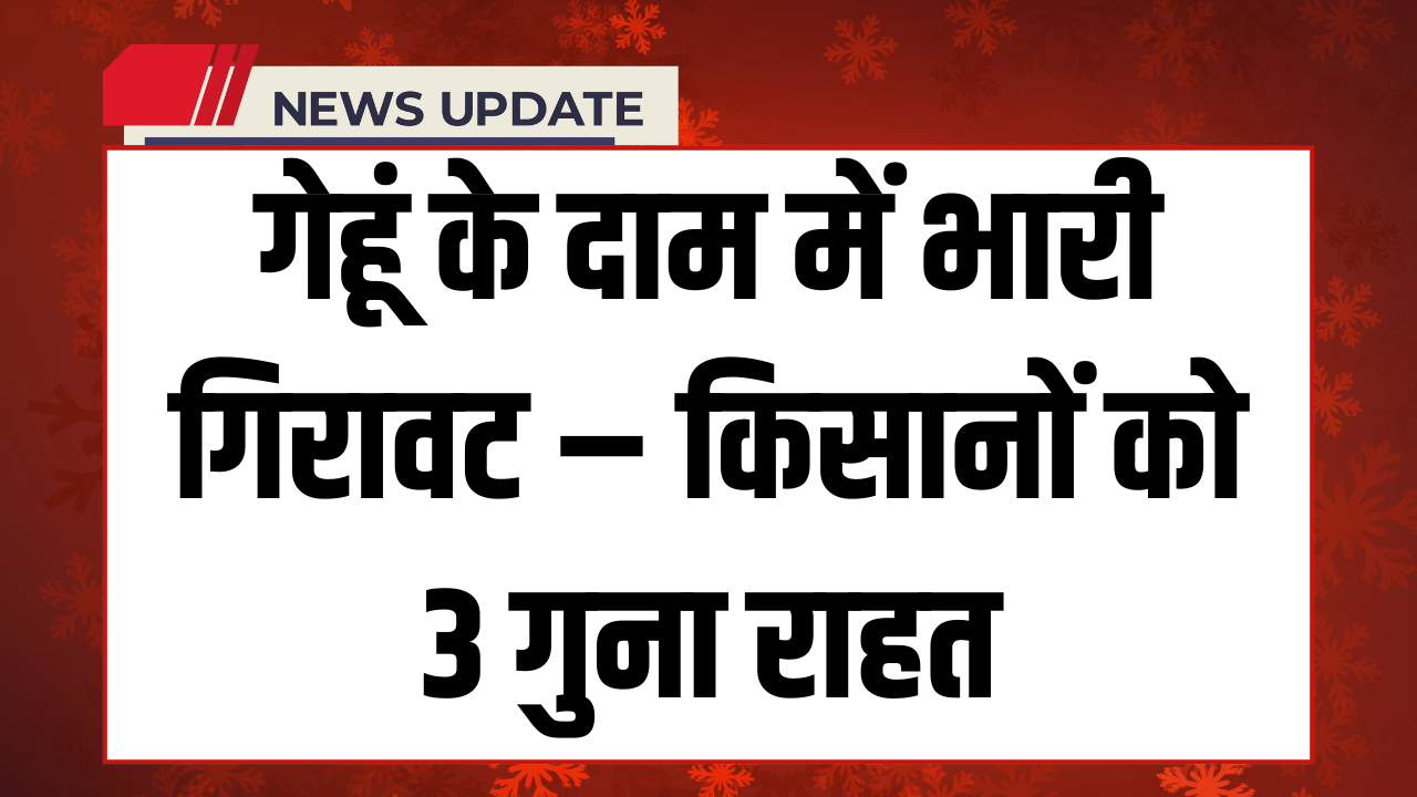 Wheat Price Drop 2025